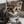 Kitty Cheng