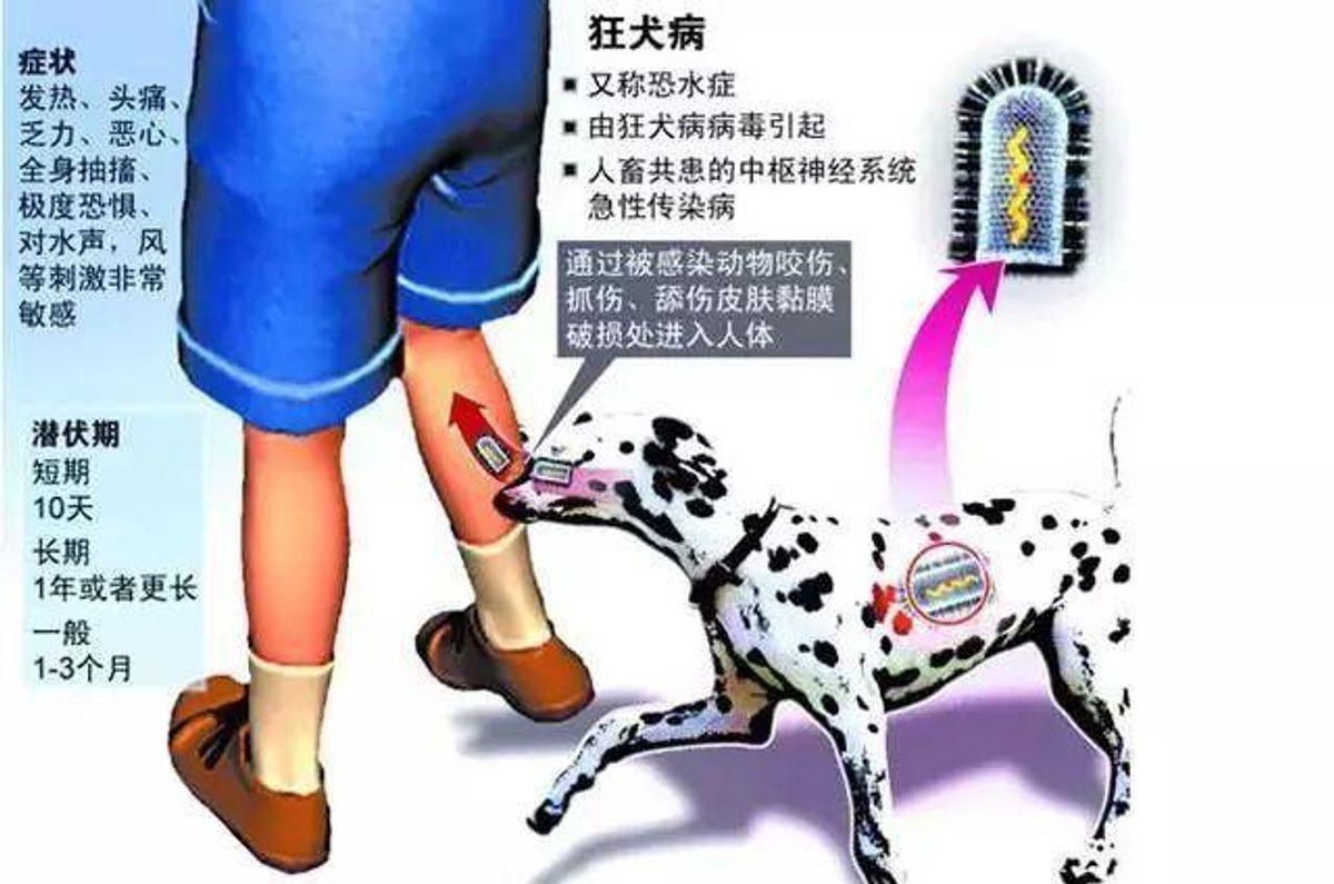中国狂犬病防治本末倒置?只对人接种 对狗放任