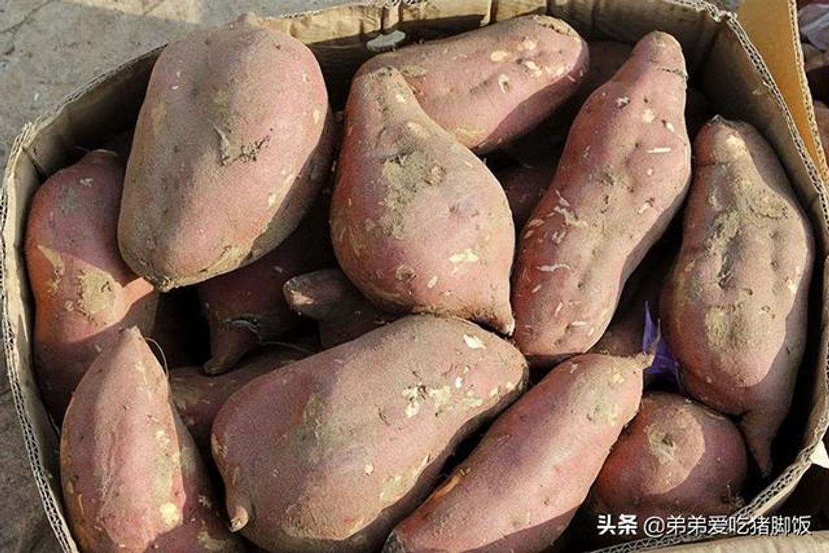 紫芋について | 熊本のビーツ、パクチー、野菜を使った加工品通販 - あさぎり農園