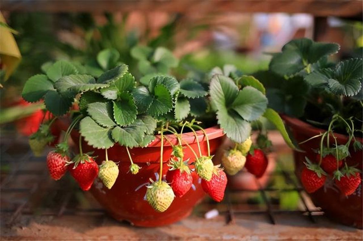 盆栽草莓攻略，看完轻松实现草莓自由，赶快收藏种起来！-种植记-种植记-哔哩哔哩视频