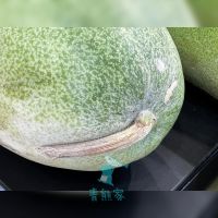 可能是蝸牛、西瓜和文字的圖像