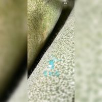 可能是槲寄生仙人掌和文字的圖像
