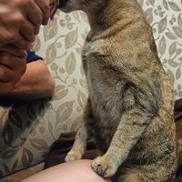 可能是懶猴和大貓的圖像