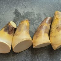 可能是骨骼的圖像