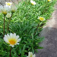 可能是露薇花屬和藍眼菊的圖像