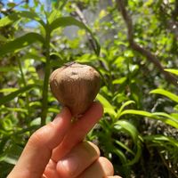 可能是龍眼和馬勃菇的圖像
