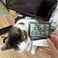 可能是貓和顯示的文字是「 TEMPERATURE MPERATURE 痛語我 10៊10 OCK/HUMIDITY MODE 」的圖像