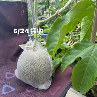 可能是西番蓮和顯示的文字是「 5/24採收 採收 5/24 ਨ0ਾਹ 」的圖像