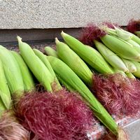 可能是玉米的圖像
