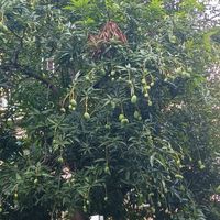 可能是龍眼和樹的圖像