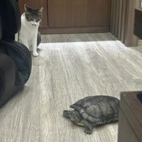 可能是烏龜和貓的圖像