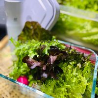 可能是綠葉甘藍和莙薘菜的圖像