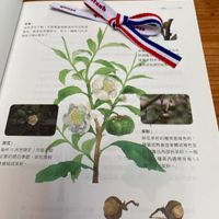 可能是山月桂、小木犀樹和文字的圖像