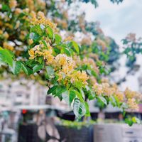 可能是小木犀樹和黃色茉莉花的圖像