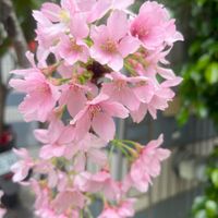 可能是核果樹和花的圖像