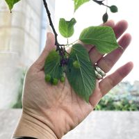 未提供相片說明。