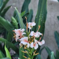 可能是花的圖像