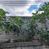 可能是無花果和樹的圖像