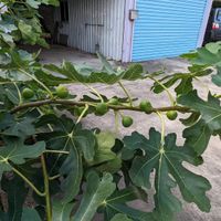 可能是無花果和樹的圖像