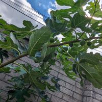可能是無花果和樹的圖像
