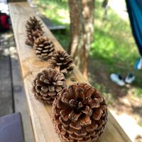 可能是松果的圖像