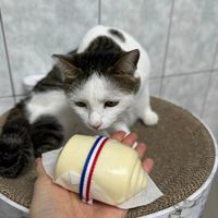 可能是貓的圖像