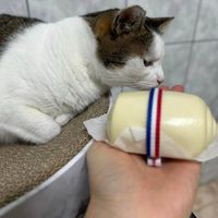 可能是貓的圖像