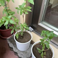 可能是紫蘇的圖像