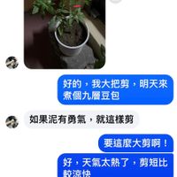 可能是‎顯示的文字是「 ‎19:09 <1 Chi Hua ChiHuaHuang Huang 7小時前在線上 نا 好的， 好的，我大把剪，明天來 我大把剪， 明天來 煮個九層豆包 如果泥有勇氣， 如果泥有勇氣，就這樣剪 就這樣剪 要這麽大剪啊！ 好，天氣太熱了，剪短比 好， 天氣太熱了， 剪短比 較涼快 每次收就剪這麽矮 大概 留10-15公分 10-15 口済 口记来西松守國公十金 4A हो Aa‎ 」‎的圖像