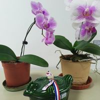 可能是萬代蘭屬和文字的圖像