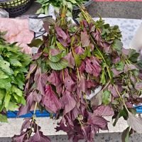 可能是莙薘菜、綠葉甘藍和紫蘇的圖像