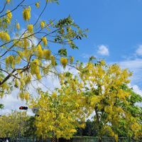 可能是黃色茉莉花、小木犀樹和道路的圖像