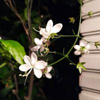 可能是小木犀樹和花的圖像
