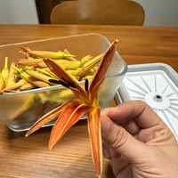 可能是鯷魚的圖像