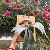 可能是 1 人、槲寄生仙人掌和顯示的文字是「 SAN 麺 寶 紅 頂 玫 琪 6 」的圖像