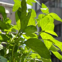 可能是紫蘇的圖像