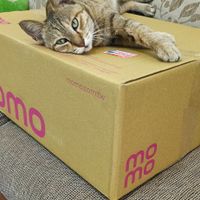 可能是貓和顯示的文字是「 momo.com.tw momo.com.cw mo mo To 」的圖像