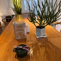 可能是咖啡杯、槲寄生仙人掌和矢車菊的圖像