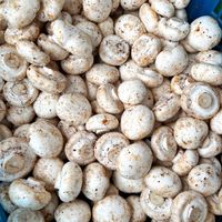 可能是香菇、馬勃菇和蘑菇的圖像