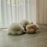 未提供相片說明。
