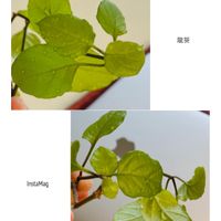 可能是紫蘇的圖像