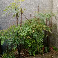 未提供相片說明。