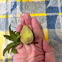 可能是梨子的圖像