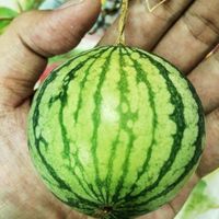 可能是西瓜的圖像