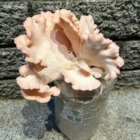 未提供相片說明。