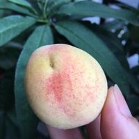 未提供相片說明。