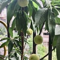 未提供相片說明。