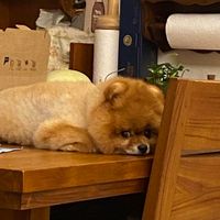 未提供相片說明。