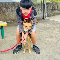 可能是 1 人、狗和戶外的圖像