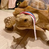 未提供相片說明。